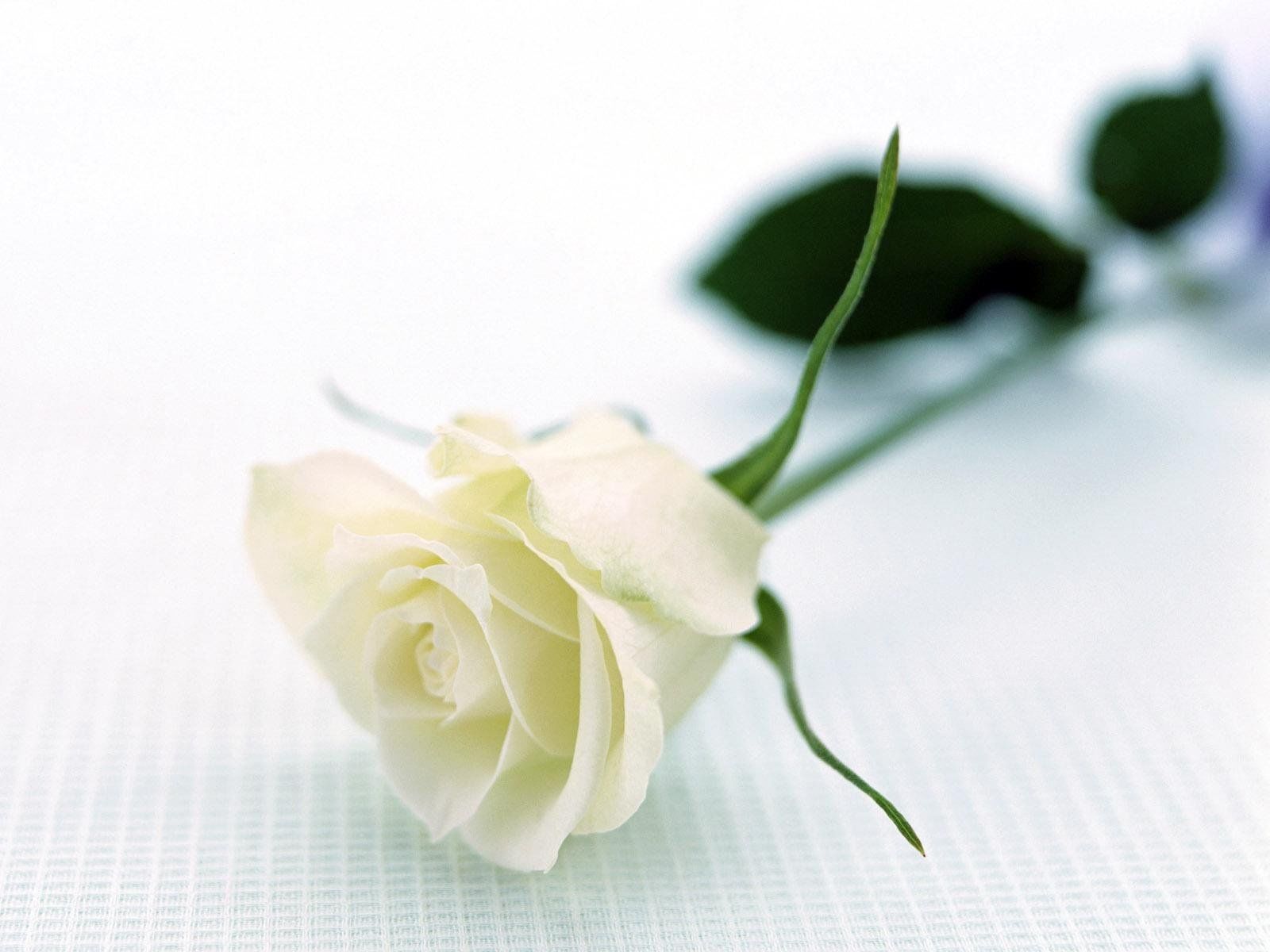 White Rose HD photos flowers wallpapers collections free Download